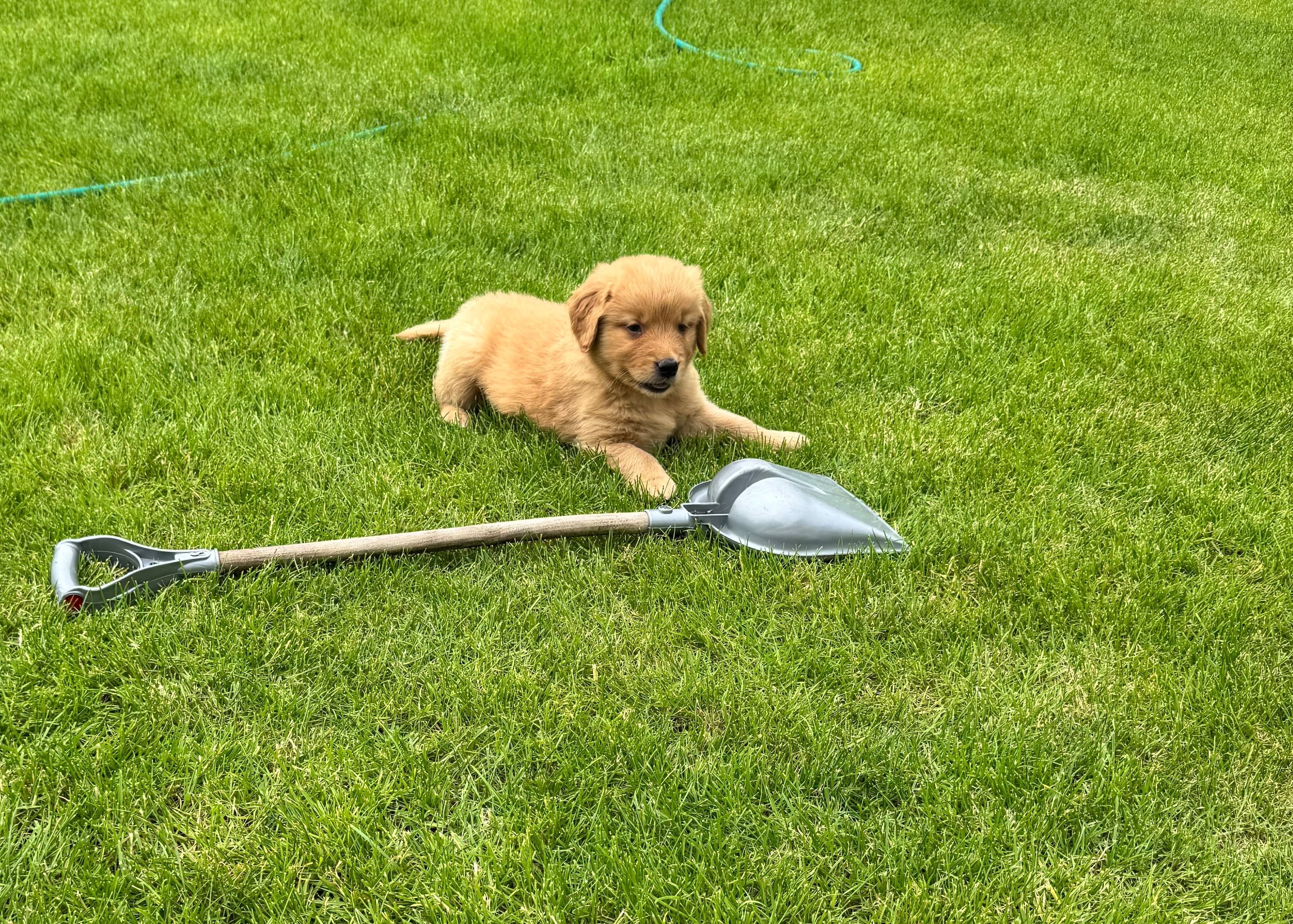 Golden retriever