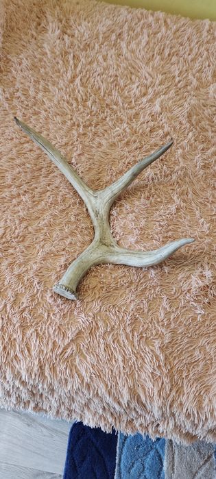 Продам рога оленя