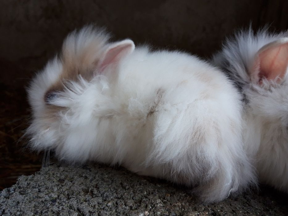 Regał klatki na króliki + króliki