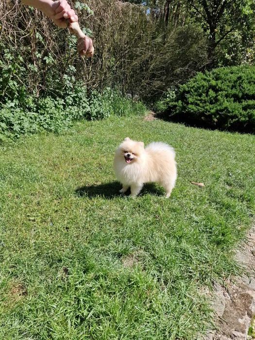 Piesek szpic pomeranian reproduktor Fci