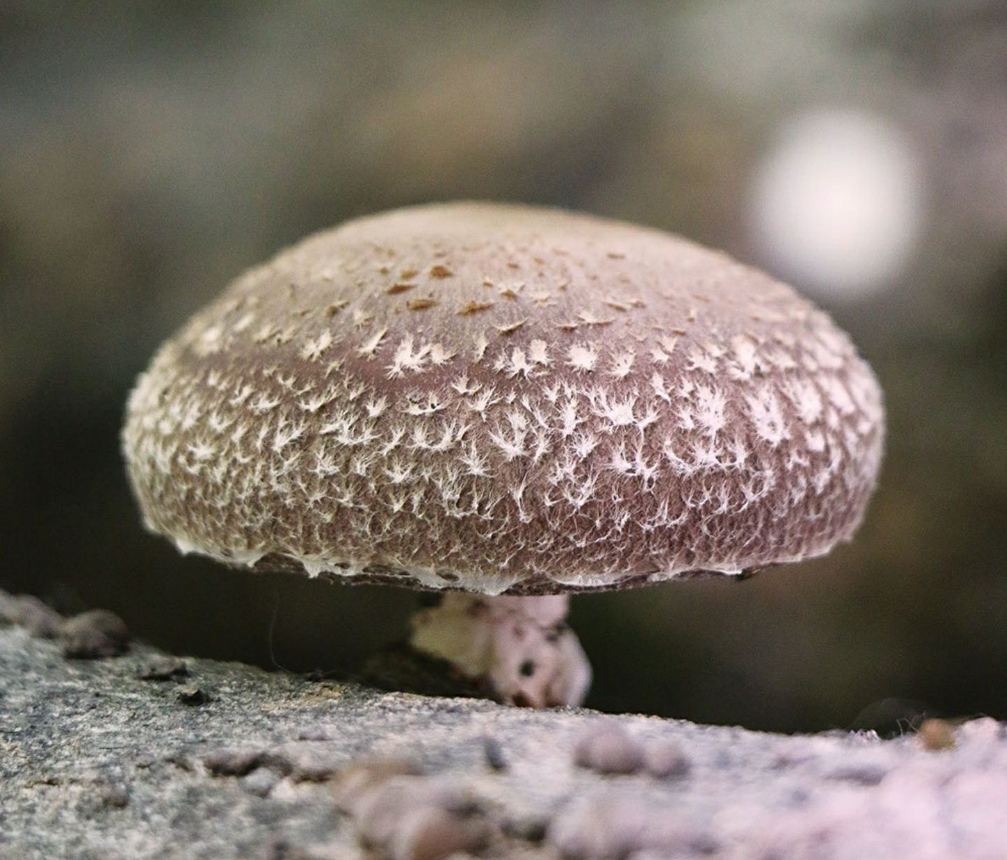 Cogumelos Shitake - Cogumelos Shiitake