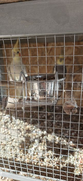 Sprzedam parke nimfy