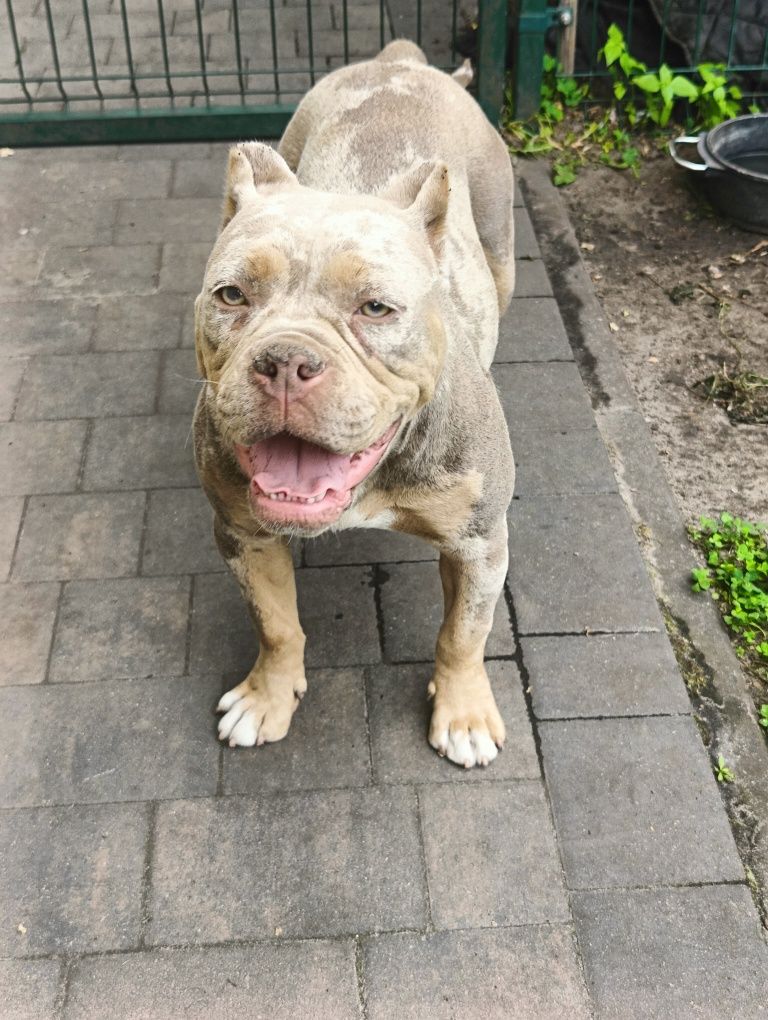 American bully ABKC merle do hodowli