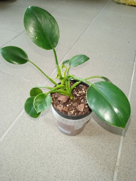 Philodendron Green Princess