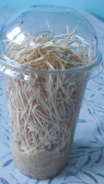 2 szt. muszki D. Hydei D. Melanogaster + wysyłka + heatpack