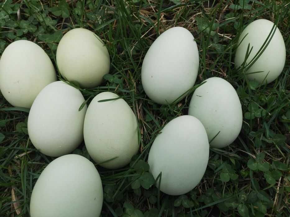 Jajka lęgowe araukana ogoniaste