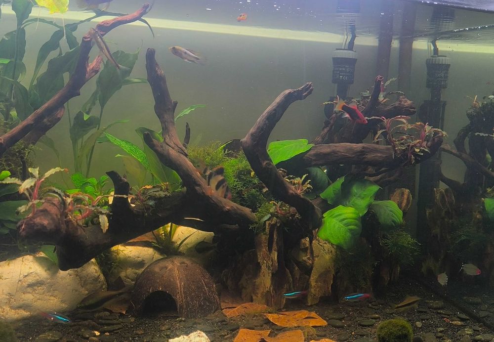 Tronco natural para aquário decorado