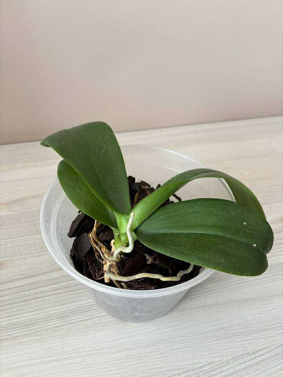 орхідея фаленопсис