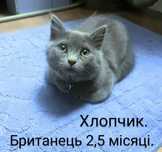 Кошеня британець шукає родину