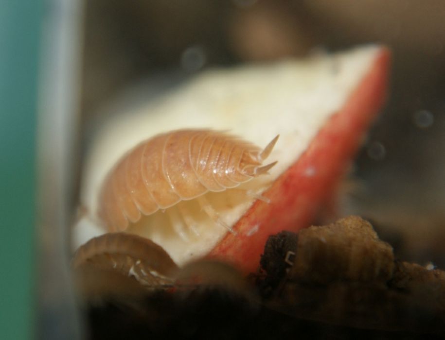 Porcellio laevis Orange ispods ekipa sprzątająca