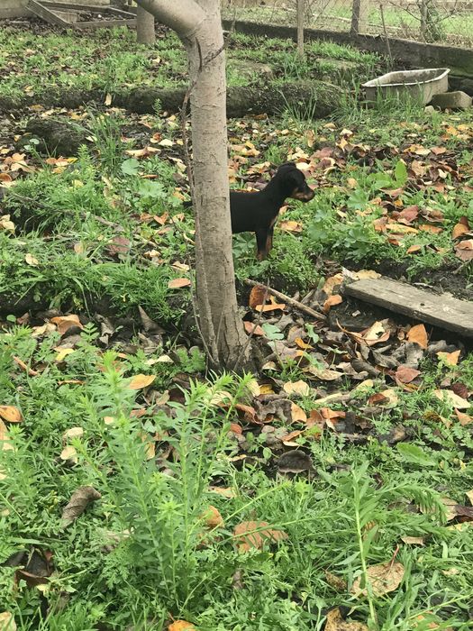 Продам щенков ягдтерьера