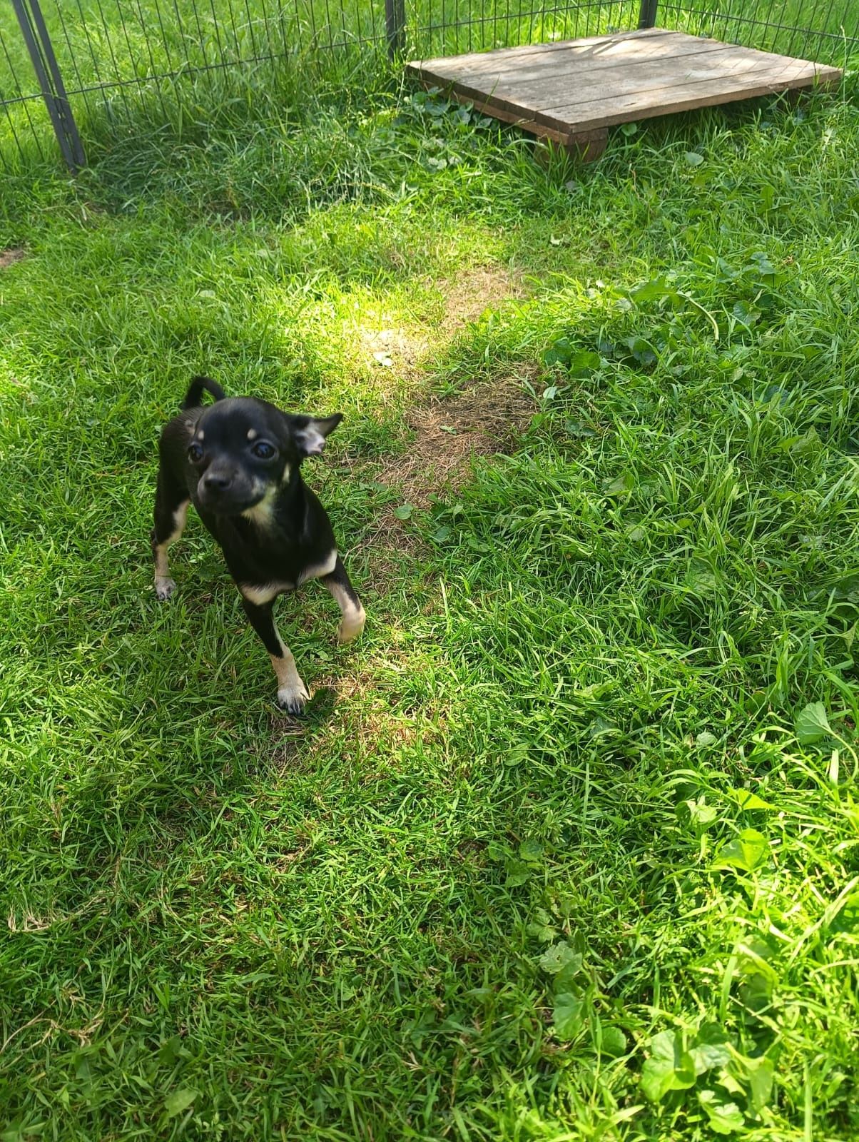 Chihuahua sunia ***