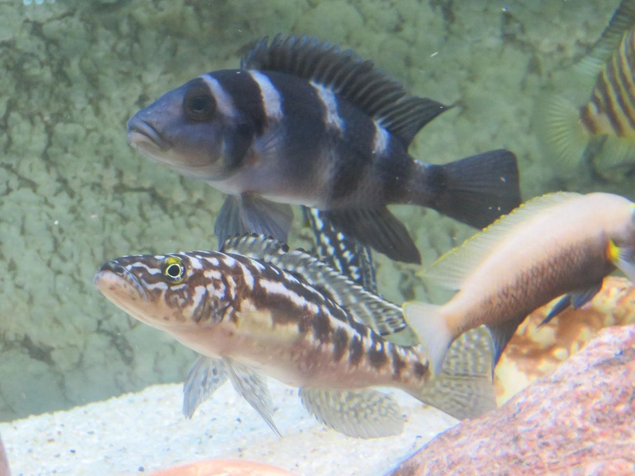 Neolamprologus tretocephalus szczeliniec pieciopregi tanganika 3