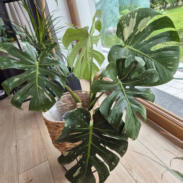 Monstera Thai Constellation duże liście