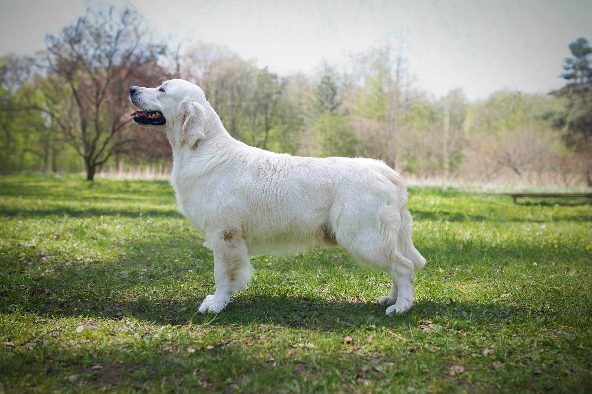 Golden retriever  Związek Kynologiczny w Polsce /FCI
