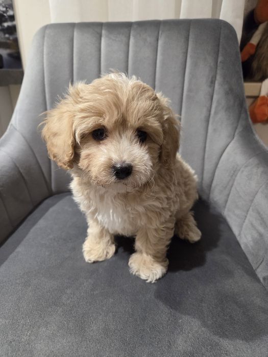 Pudel & maltańczyk maltipoo szczeniak