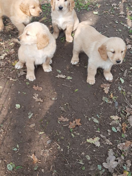 Suczka golden retriever z rodowodem