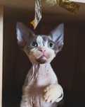 Kocurek Devon Rex