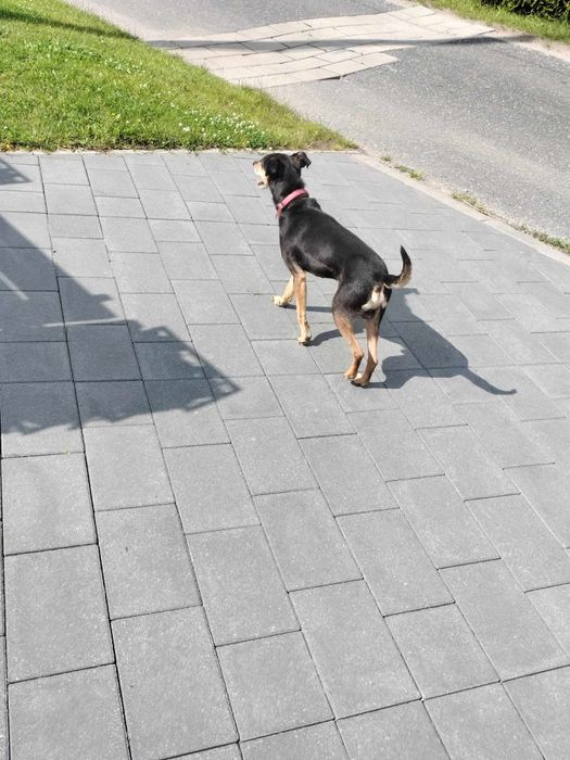 10-letni piesek szuka nowego domu