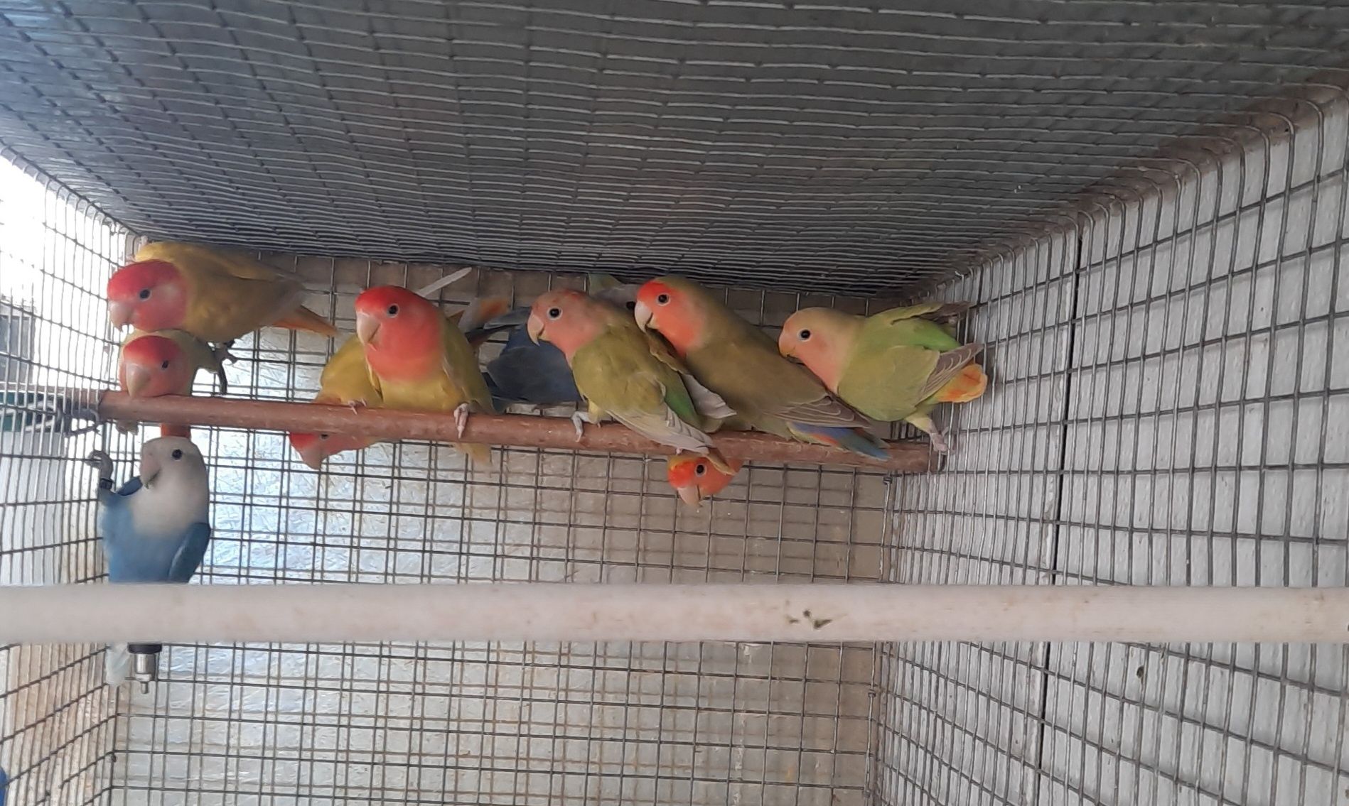 Disponíveis agapornis