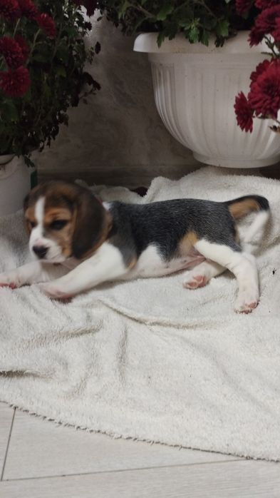 Цуценята породи бігль