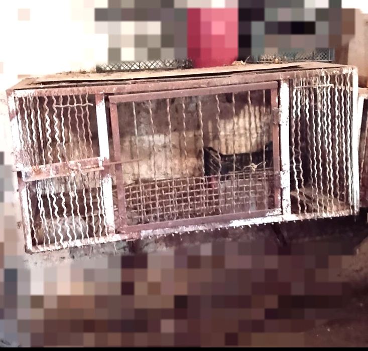 Клітка для кролів, нутрій