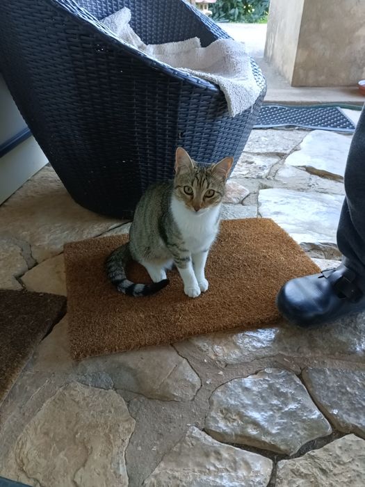 2 gatos para adopção