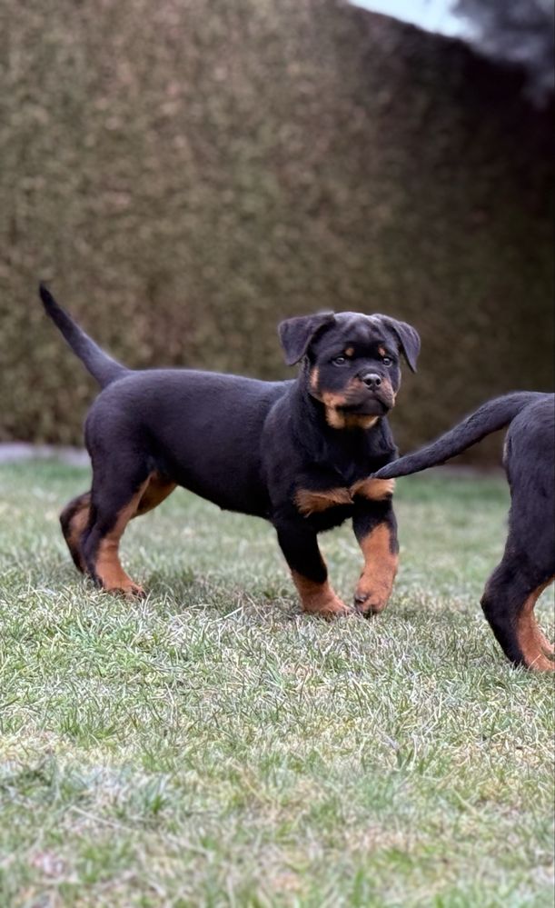 Rottweiler - Zapowiedź miotu - Rottweiler