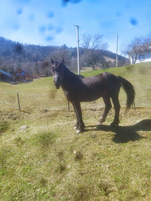 Продам молодого жеребця