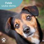 Cudowny Felek czeka na dom!