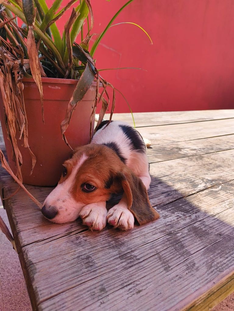 Beagle fantastico fantastico