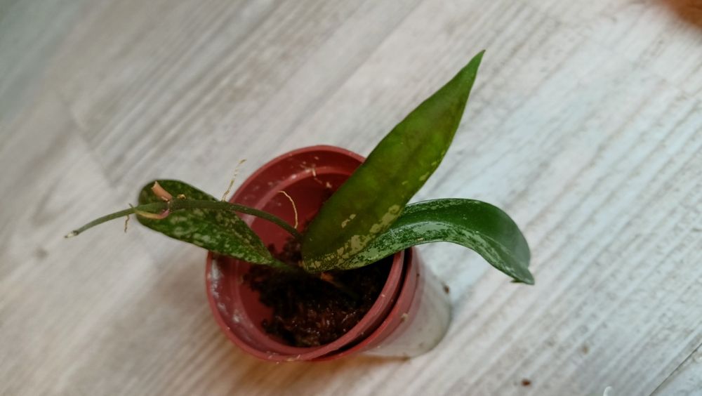 Hoya , Minibelle' splash rosnąca