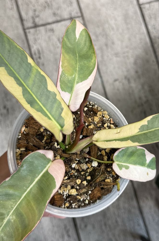 Филодендрон Atabapoense variegated
