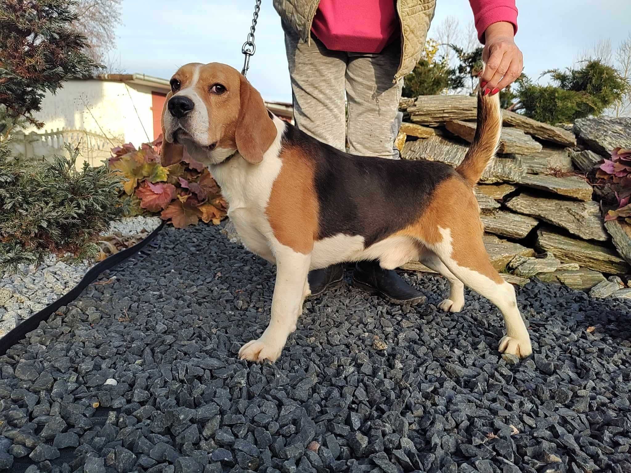 Beagl roczny piesek  Beagle