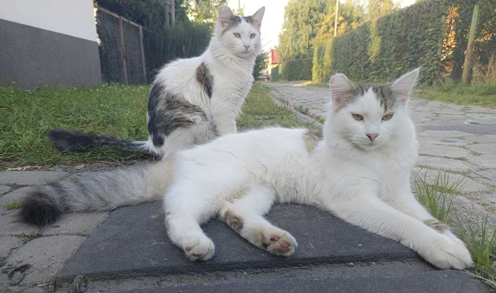 Chłopaki do wzięcia - Czipi i Pipi