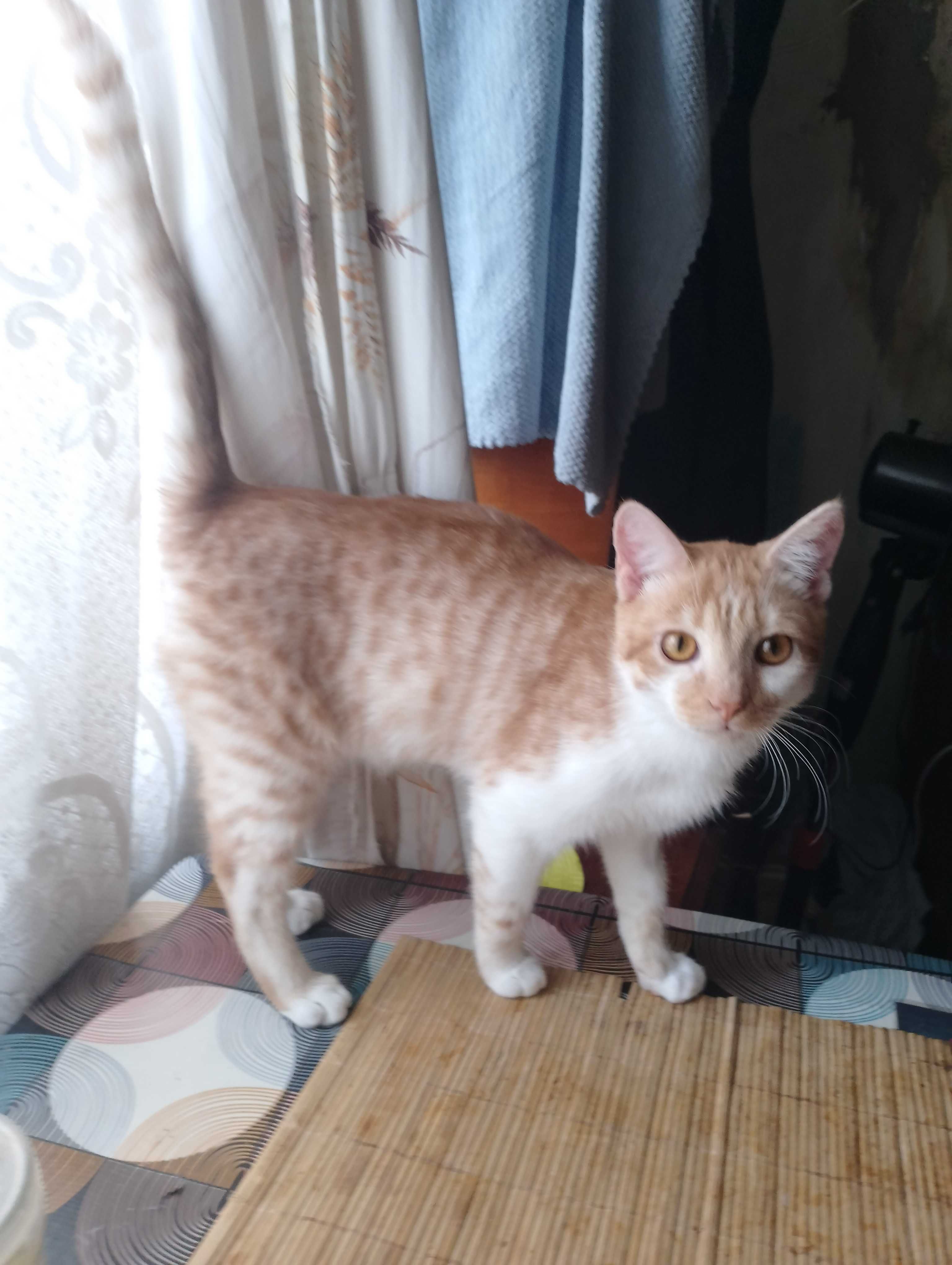Котинята в Добрi руки Метиси Египетської Мао