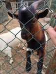 Cabrito micro anão