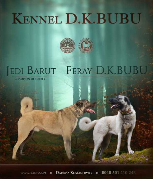 Champion Turcji Barut & Feray szczenięta Kangal.