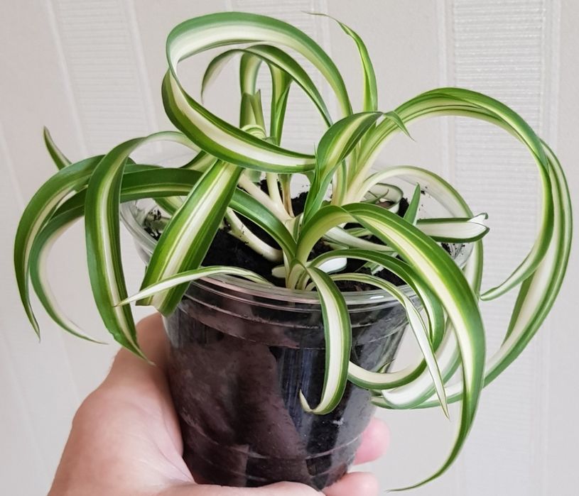 Хлорофитум Бонни