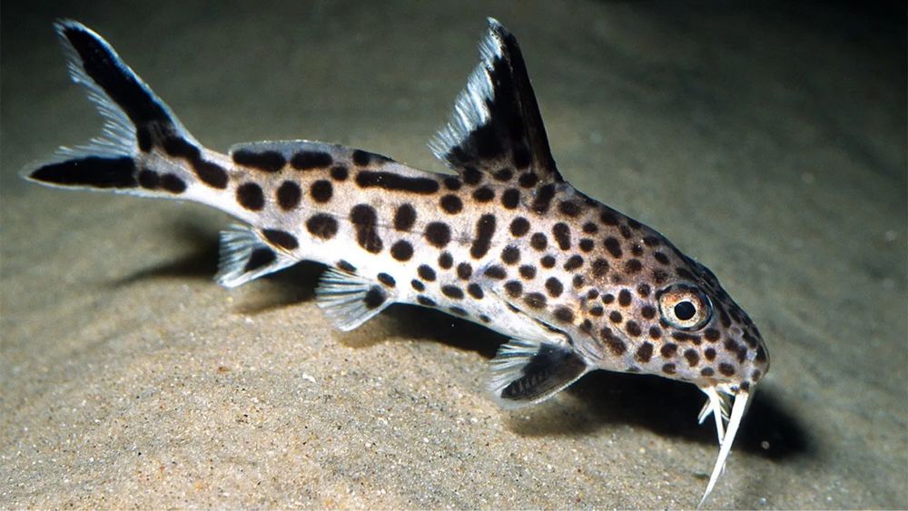 Synodontis Multipuntactus 6-7cm
