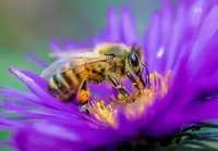 Zbiore rójke, pszczoły, odklady pszczele..