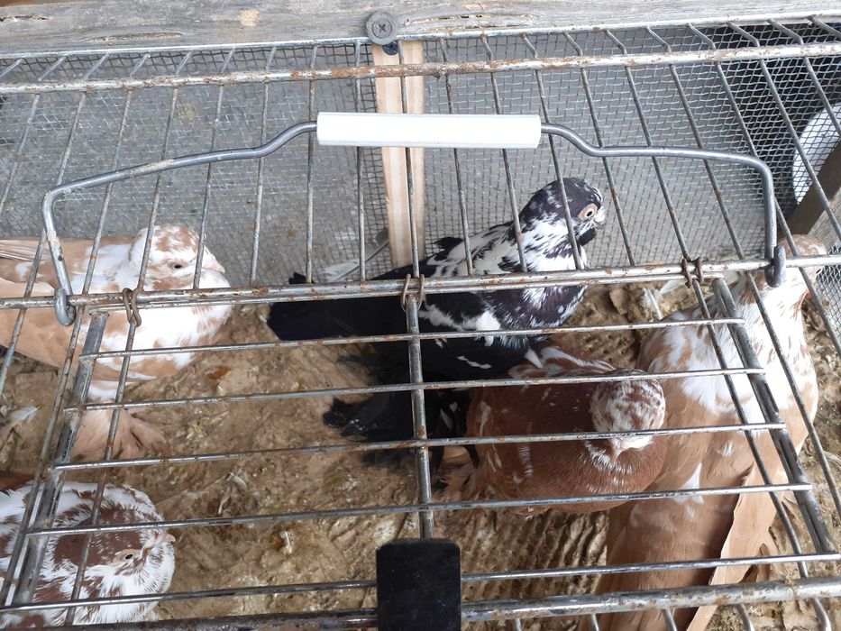 Sprzedam gołębie Wiedynki