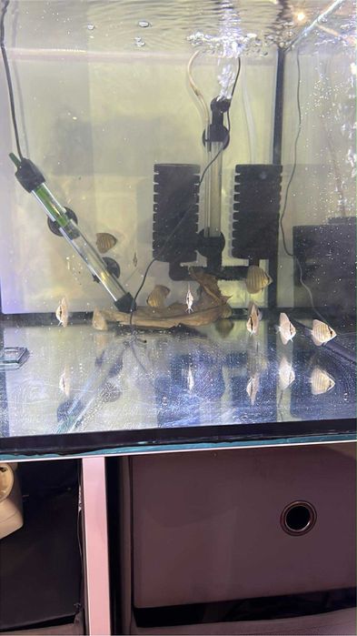 Ultimos 4 Discus com aprox. ate 5 cm
