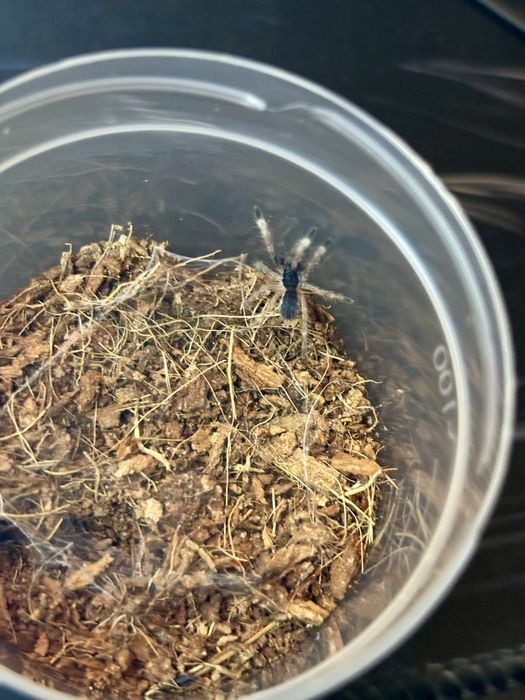 Neoholothele incei classic L2