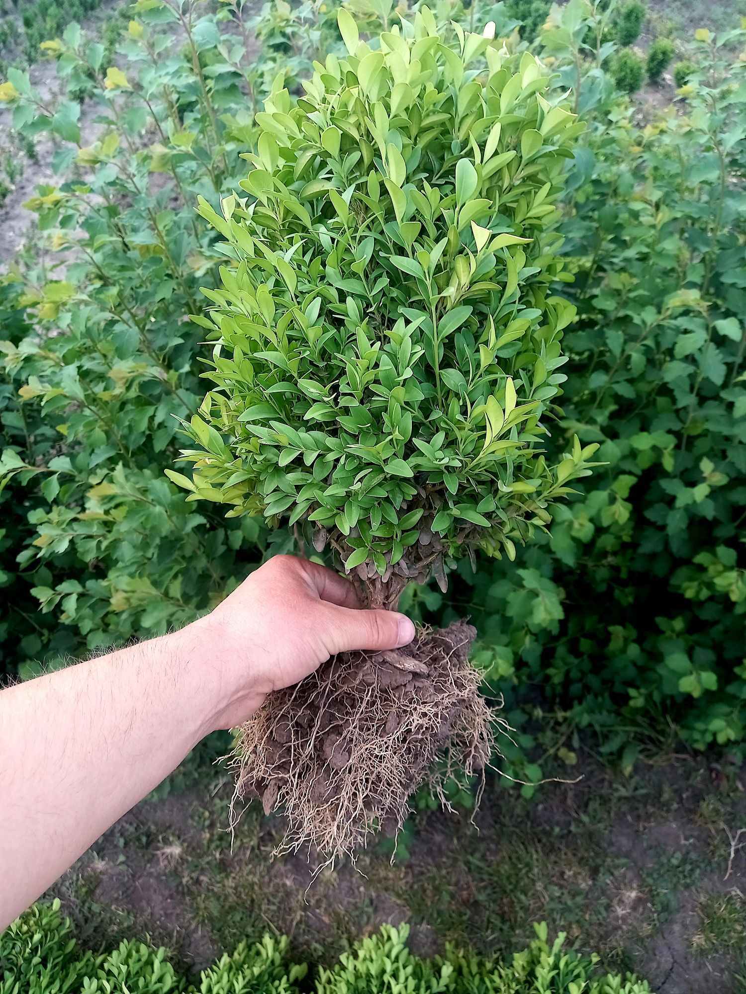 Самшит, ялівець, туя смарагд