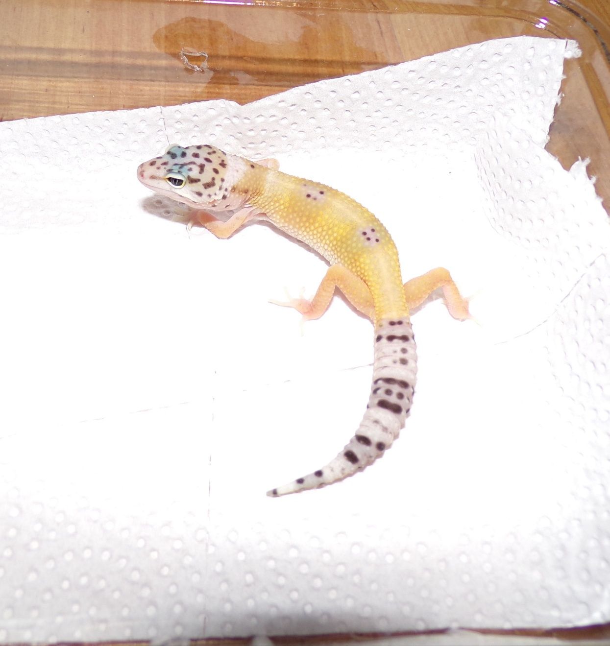Gekon lamparci tangerine