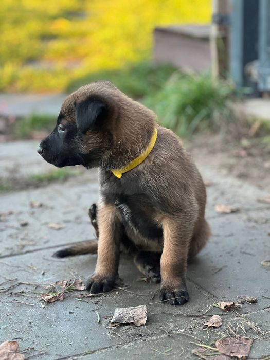 Szczeniak Owczarek belgijski