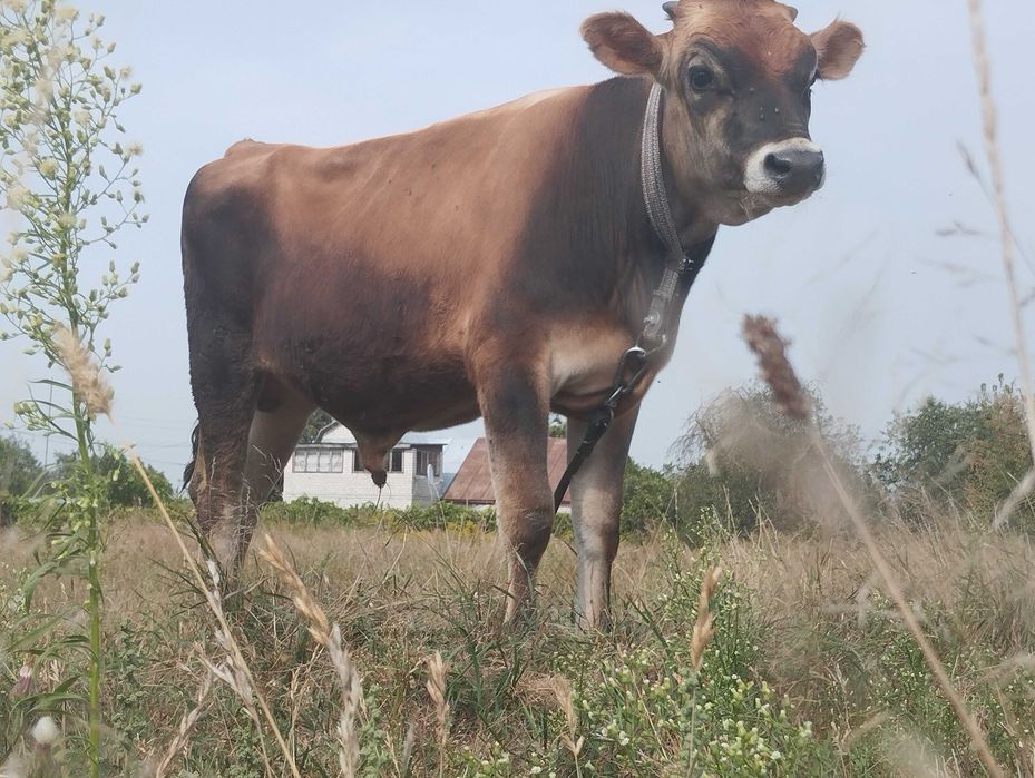 Бичок джерсейської породи