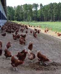 Kurki z wolnego wybiegu z pierwszym jajkiem ! Rossa Messa Leghorn !
