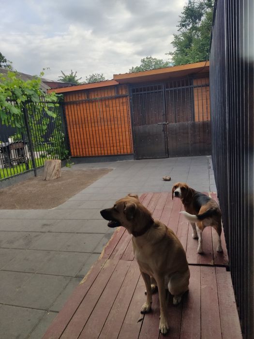 Готель для собак/ перетримка.